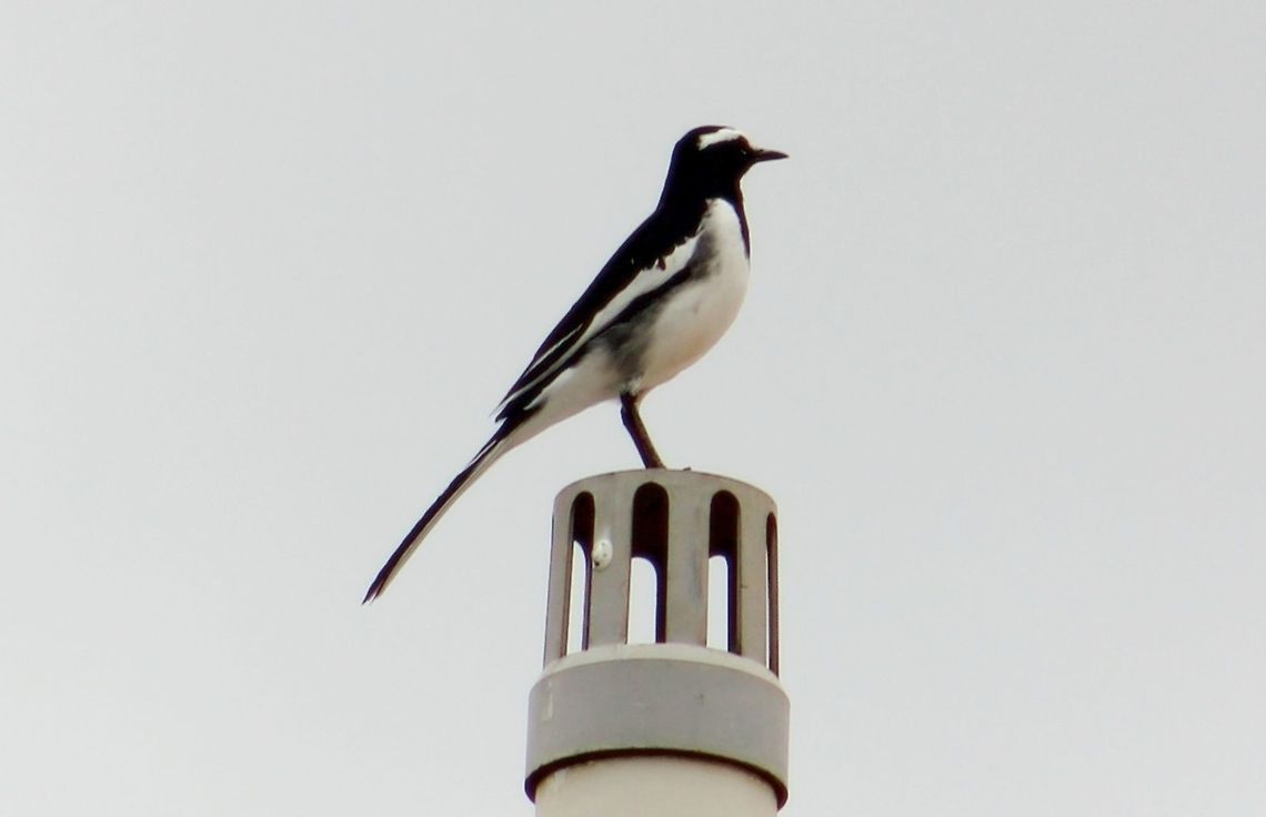 The White-browed Wagtail It was a wonderful Sunday  morning  listening to chirping of birds and one such wagtail flashed and perched on a pipe just next to my home and this was the result. A white eye browed Wagtail. Geotagged,India,Motacilla maderaspatensis,White-browed Wagtail
