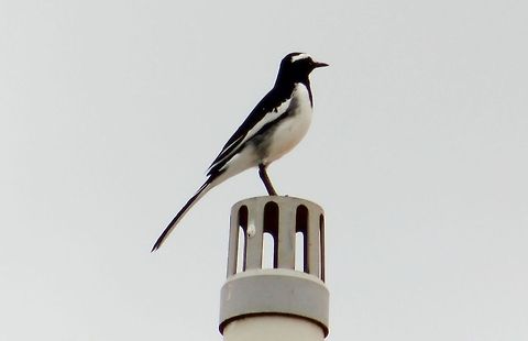 The White-browed Wagtail It was a wonderful Sunday  morning  listening to chirping of birds and one such wagtail flashed and perched on a pipe just next to my home and this was the result. A white eye browed Wagtail. Geotagged,India,Motacilla maderaspatensis,White-browed Wagtail