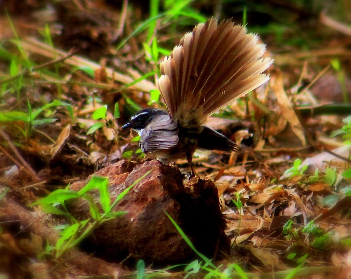 White Throated Fantail This different specie was wondering in the park near my home. And this one was the peculiar pose that it gave me , may be because of excitement that it was being photographed. Geotagged,India,Rhipidura albicollis,White-throated Fantail