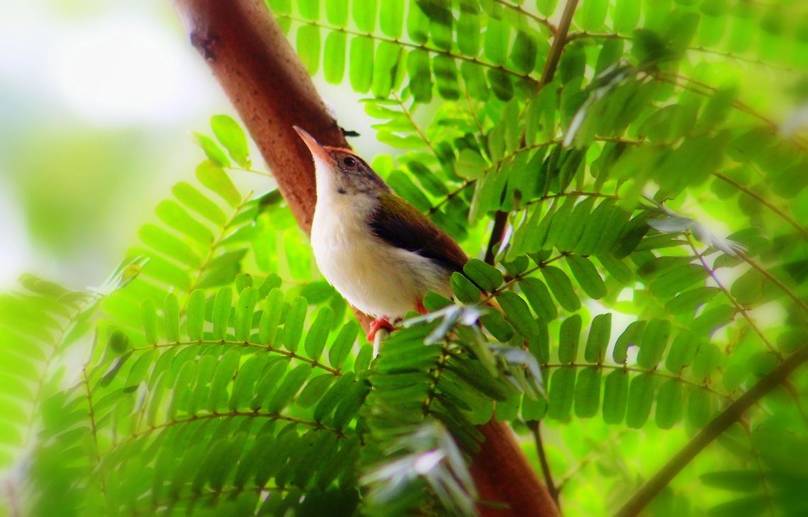 The Common Tailorbird A tree in-front of my home at hometown was a resting place for many birds and this one was just resting on the branches of the tree, when I noticed it. Unfortunately, few days back that tree was chopped by the Govt. people, they believe that it was hindrance to the road. Common Tailorbird,Orthotomus sutorius