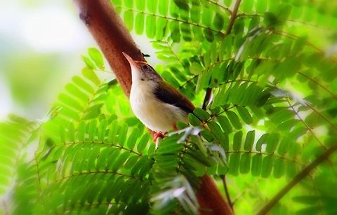 The Common Tailorbird A tree in-front of my home at hometown was a resting place for many birds and this one was just resting on the branches of the tree, when I noticed it. Unfortunately, few days back that tree was chopped by the Govt. people, they believe that it was hindrance to the road. Common Tailorbird,Orthotomus sutorius