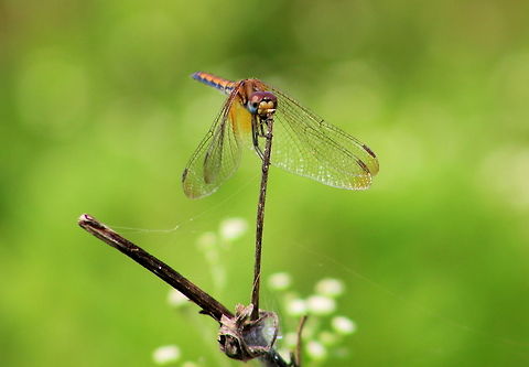 Crimson Marsh Glider - female  Crimson Marsh Glider,Geotagged,India,Trithemis aurora