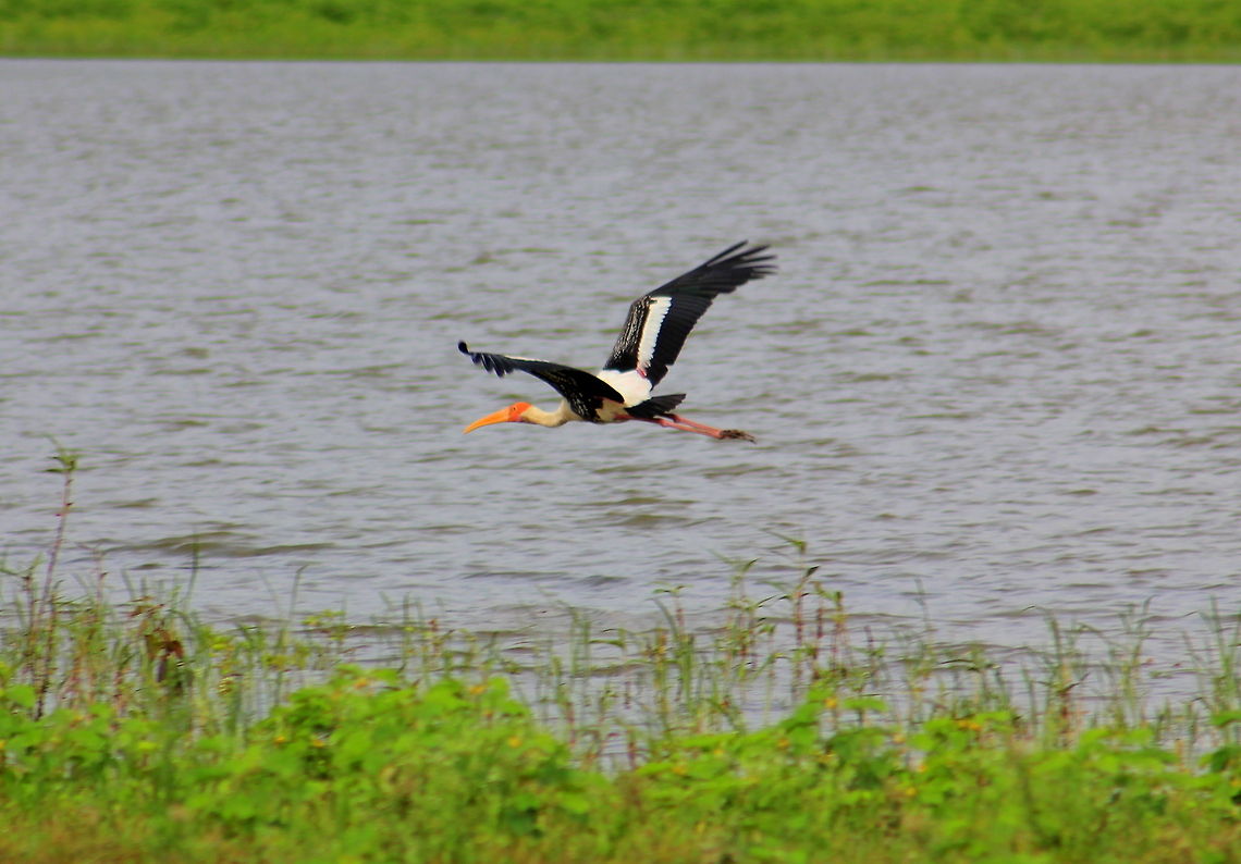 Painted Stork in flight This was captured near the Lake Kelageri, Dharwad, Karnataka, India. Geotagged,India,Mycteria leucocephala,Painted Stork