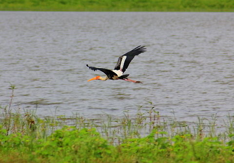 Painted Stork in flight This was captured near the Lake Kelageri, Dharwad, Karnataka, India. Geotagged,India,Mycteria leucocephala,Painted Stork