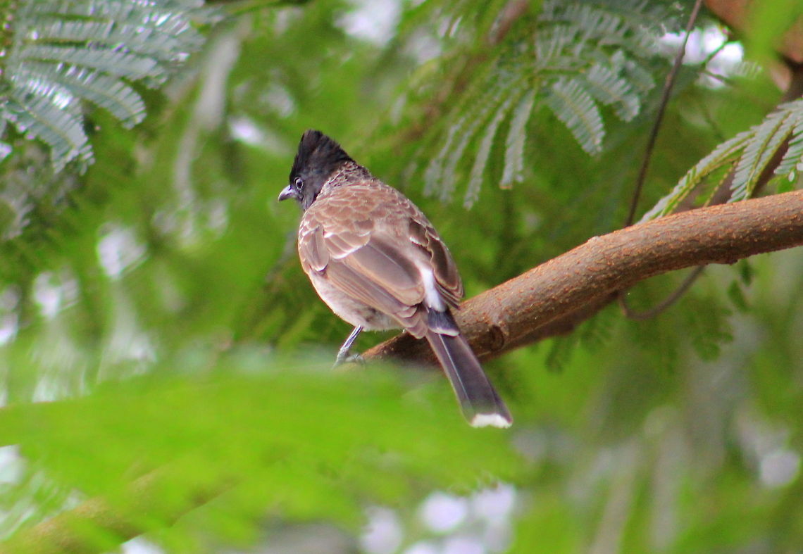 The Red-vented Bulbul  Geotagged,India,Pycnonotus cafer,Red-vented Bulbul