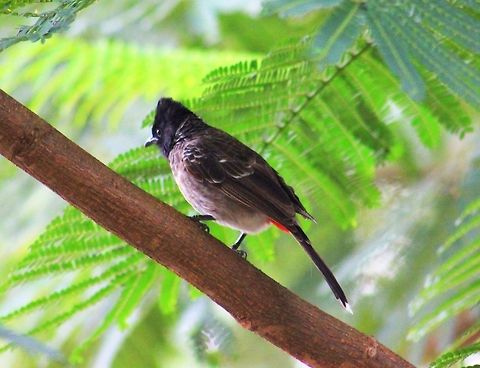 Red-vented Bulbul  Geotagged,India,Pycnonotus cafer,Red-vented Bulbul
