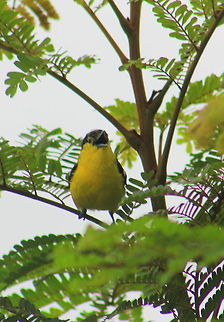 The Common Iora Sorry for the poor quality, since this was taken in dawn hours. Aegithina tiphia,Carduelis psaltria,Common Iora,Geotagged,India,Lesser Goldfinch