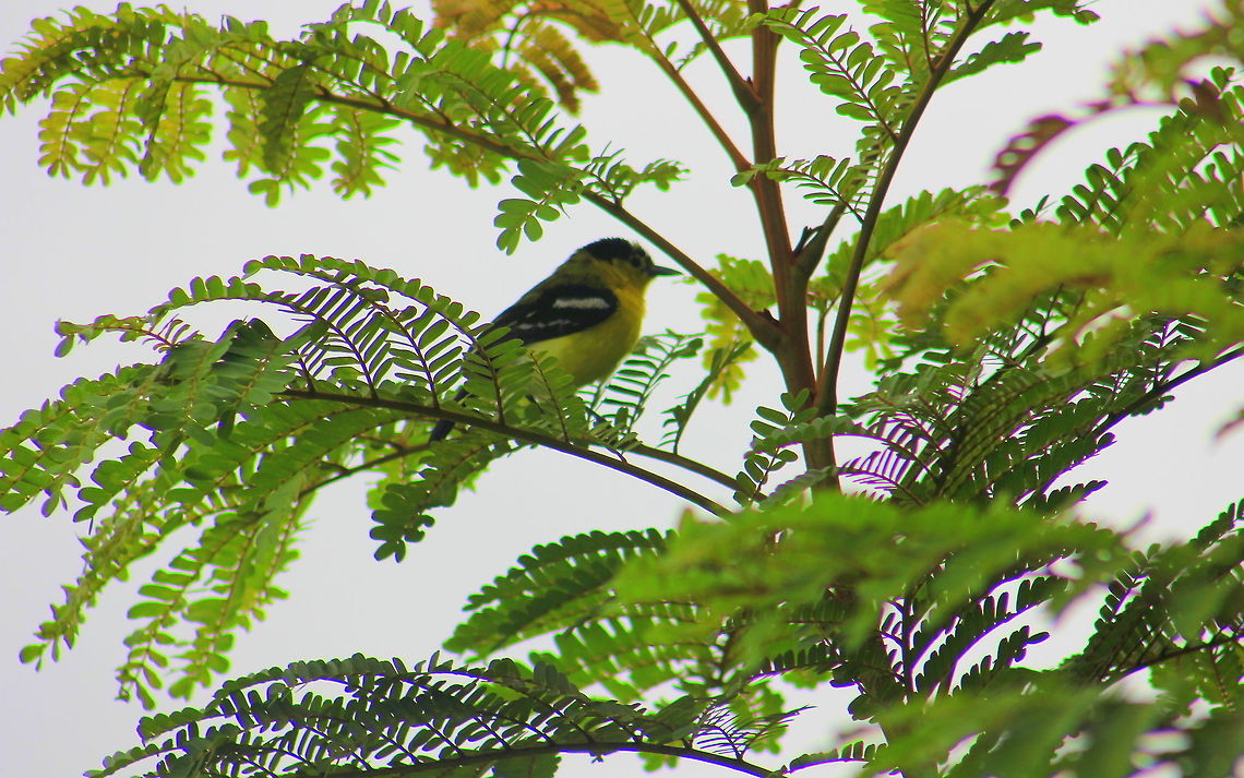The Common Iora Sorry for the poor quality, This was taken during early hours of dawn in dharwad. Geotagged,India