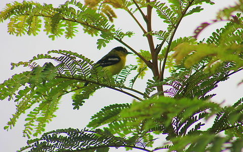 The Common Iora Sorry for the poor quality, This was taken during early hours of dawn in dharwad. Geotagged,India