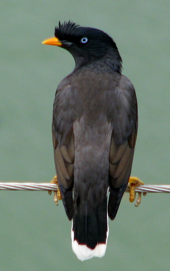 Javan Myna Do visit this link for more info<br />
:<a href="http://www.avianweb.com/javanmynas.html" rel="nofollow">http://www.avianweb.com/javanmynas.html</a><br />
The Javan Myna (Acridotheres javanicus), also known as the White-vented Myna and the Buffalo Myna, is a myna, a member of the Starling family. It is primarily found in Java.<br />
It is conspecific, and thought to be in competition with the Common Myna (A. tristis) in some of its range (for example, Malaysia and Singapore).The Javan Myna has an extremely liquid voice and, like the European starling, incorporates imitation into its repertoire (though it is not able to imitate the human voice, like the Hill Myna Gracula religiosa). Acridotheres fuscus,Geotagged,India,Jungle Myna