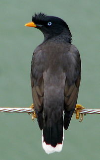 Javan Myna Do visit this link for more info
:http://www.avianweb.com/javanmynas.html
The Javan Myna (Acridotheres javanicus), also known as the White-vented Myna and the Buffalo Myna, is a myna, a member of the Starling family. It is primarily found in Java.
It is conspecific, and thought to be in competition with the Common Myna (A. tristis) in some of its range (for example, Malaysia and Singapore).The Javan Myna has an extremely liquid voice and, like the European starling, incorporates imitation into its repertoire (though it is not able to imitate the human voice, like the Hill Myna Gracula religiosa). Acridotheres fuscus,Geotagged,India,Jungle Myna