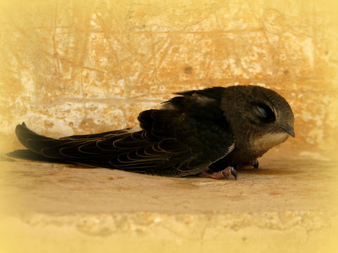Indian Scops Owlet This is a owlet with grey head and black underparts, Its appearance changes when it turns to adult.<br />
I found this owlet during my visit to Bijapur,  A great monument in India called " GOLGUMBAZ " its actually tomb built by Adilshah of Bijapur, where a single sound produces echo 7 times. This owlet was on the way where many tourists were passing by, I helped this owlet to reach a safe and a dark place to rest at the corner of the wall. Dusky crag martin,Geotagged,India,Indian Scops Owl,Otus bakkamoena,Ptyonoprogne concolor