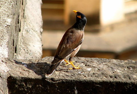 The Common Myna  Acridotheres tristis,Common Myna,Geotagged,India