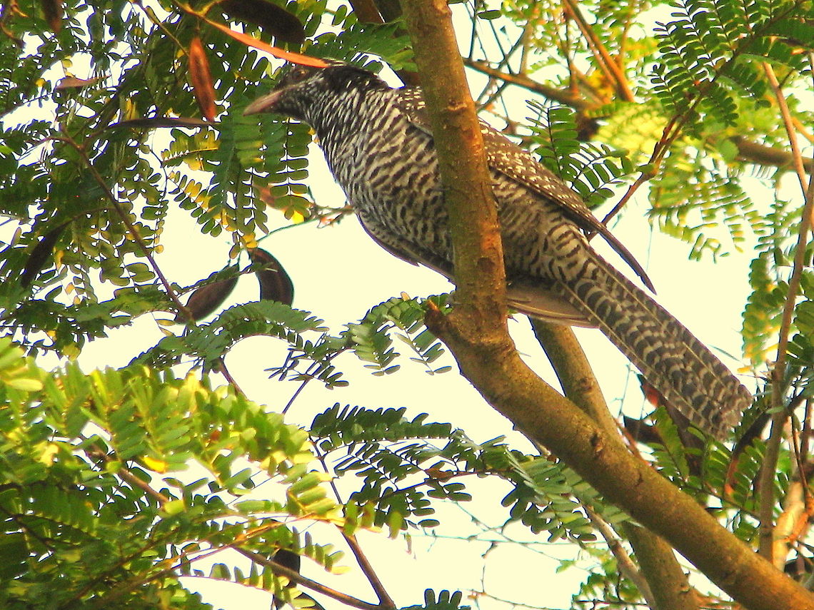 Indian Cuckoo ( Female ) This was the beginning of my photography hobby. It was morning 6.00am, I just went to the terrace of my house in Dharwad and sat for the birds to come on the trees. I was able to hear chirping of Bullbul and then after an hour of waiting, this cuckoo came and sat so silently. Due to my lack of experience I couldn&#039;t make a good snap better than this. Asian koel,Cuculus micropterus,Eudynamys scolopaceus,Geotagged,India,Indian Cuckoo
