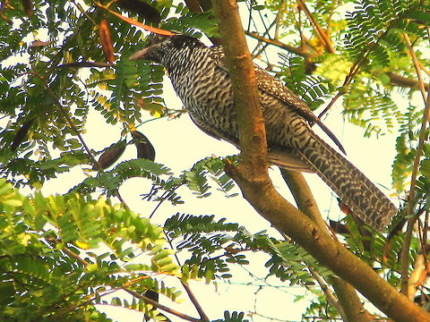 Indian Cuckoo ( Female ) This was the beginning of my photography hobby. It was morning 6.00am, I just went to the terrace of my house in Dharwad and sat for the birds to come on the trees. I was able to hear chirping of Bullbul and then after an hour of waiting, this cuckoo came and sat so silently. Due to my lack of experience I couldn't make a good snap better than this. Asian koel,Cuculus micropterus,Eudynamys scolopaceus,Geotagged,India,Indian Cuckoo