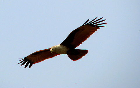 Brahminy kite in flight This snap was taken beside a pond near a place called Mundgod, Karnataka India. This kite was hunting fishes in the pond and was very much ignorant about my camera, it just kept on hunting.  Brahminy Kite,Geotagged,Haliastur indus,India