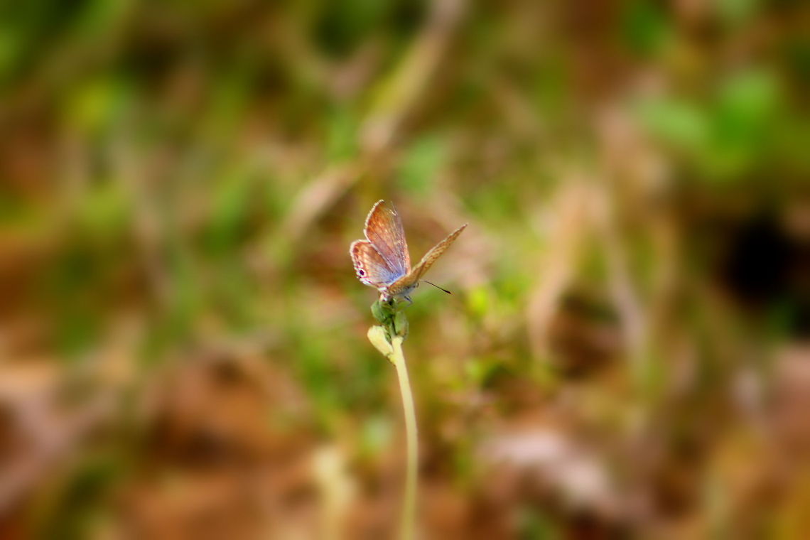 The blues  Geotagged,India