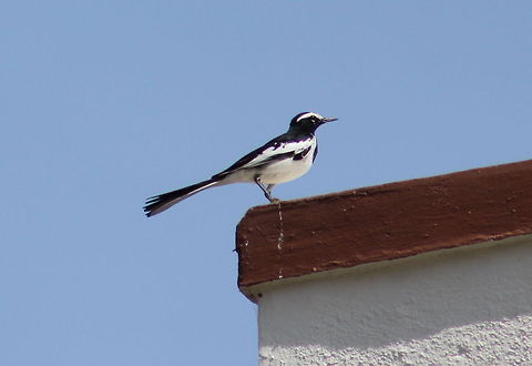 The White-browed Wagtail I just loved the Spark in its eyes. Geotagged,India,Motacilla maderaspatensis,White-browed Wagtail