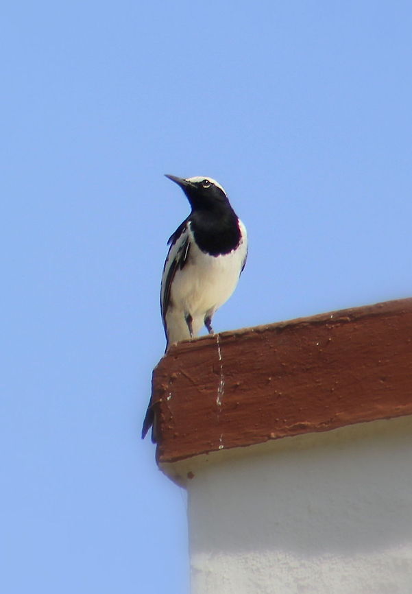 The White-browed Wagtail This was captured today morning on my neighbor&#039;s terrace. Geotagged,India,Motacilla maderaspatensis,White-browed Wagtail