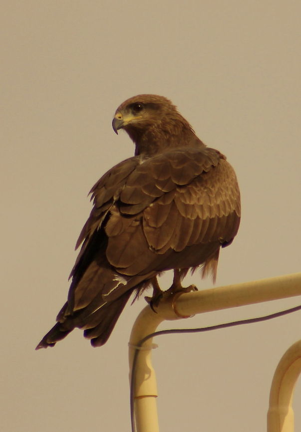 Golden Eagle I think, the birds are too recognising me and my photography, Hence they are posing me on my terrace and around. Feeling Happy. :) Aquila chrysaetos,Geotagged,Golden Eagle,India