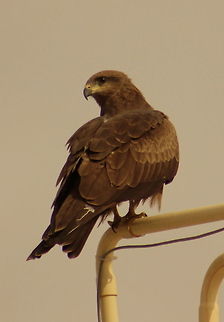 Golden Eagle I think, the birds are too recognising me and my photography, Hence they are posing me on my terrace and around. Feeling Happy. :) Aquila chrysaetos,Geotagged,Golden Eagle,India