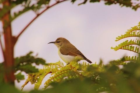 Cinnyris chalybeus ( Female ) I wonder the species that are found in South Africa, I'm able to see in my native place. This is just amazing. Geotagged,India,Leptocoma zeylonica,Purple-rumped sunbird