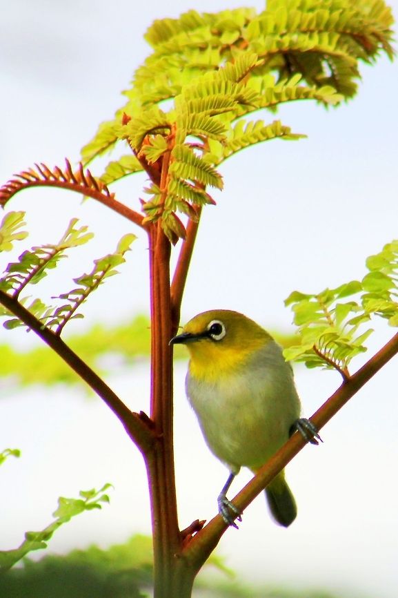 The Oriental White-eye This was captured in Dharwad, Karnataka , India Geotagged,India,Oriental White-eye,Zosterops palpebrosus