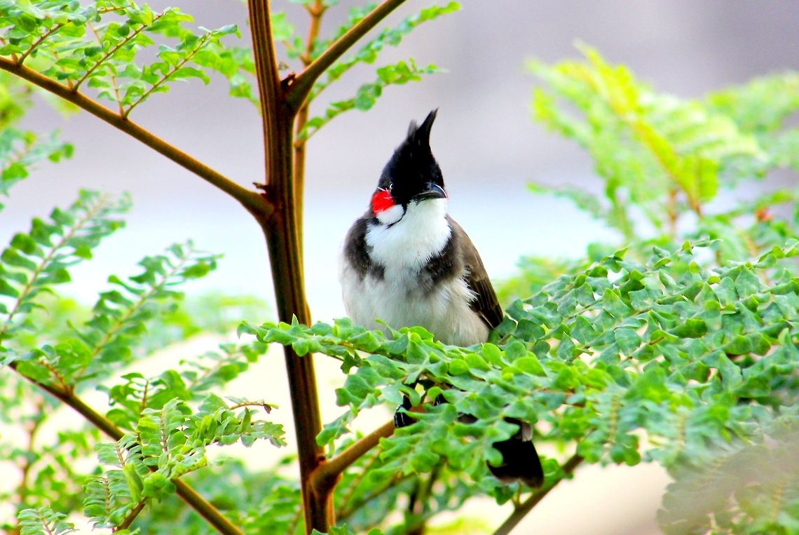 Red Whiskered Bulbul  Geotagged,India,Pycnonotus jocosus,Red-whiskered Bulbul