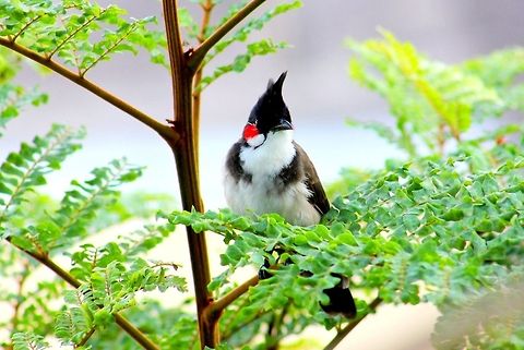 Red Whiskered Bulbul  Geotagged,India,Pycnonotus jocosus,Red-whiskered Bulbul