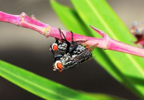 Musca domestica  Geotagged,Housefly,India,Musca domestica