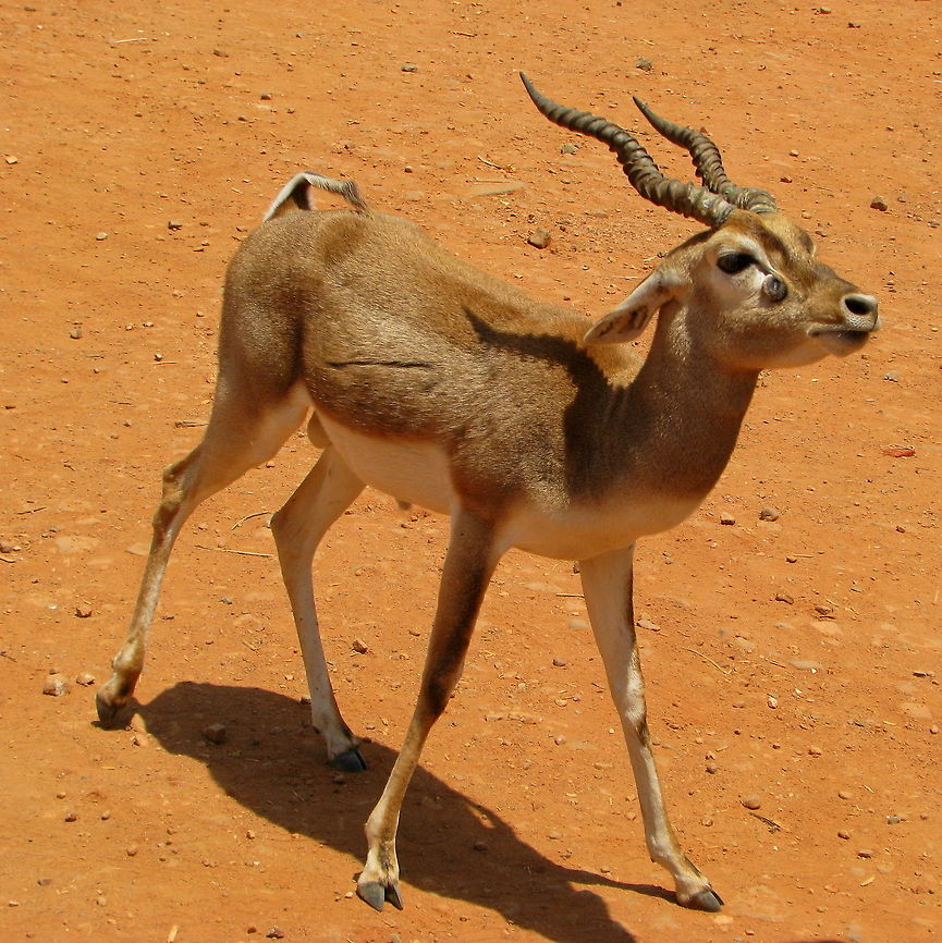 Black Buck Young ( MALE ) This was taken in one ashram near Ihole, Karnataka. Antilope cervicapra,Blackbuck,Geotagged,India