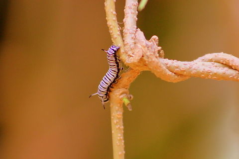 Caterpillar of Poisonous Blue Monarch Butterfly These breeds very fast and are recognized as poisonous species, the birds which consume this would reach its death within few minutes. These species feeds on the serum of the plants. Due to this character of the species the predators stay away from such butterflies. Danaus plexippus,Geotagged,India,Monarch,Monarch butterfly