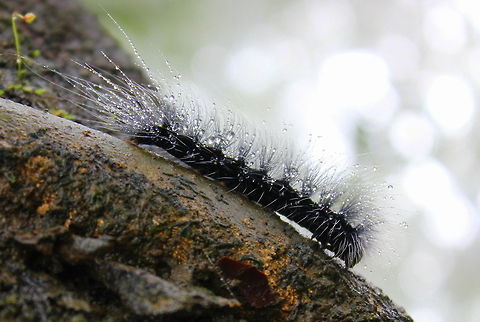 Black caterpillar white hair  Geotagged,India,Summer