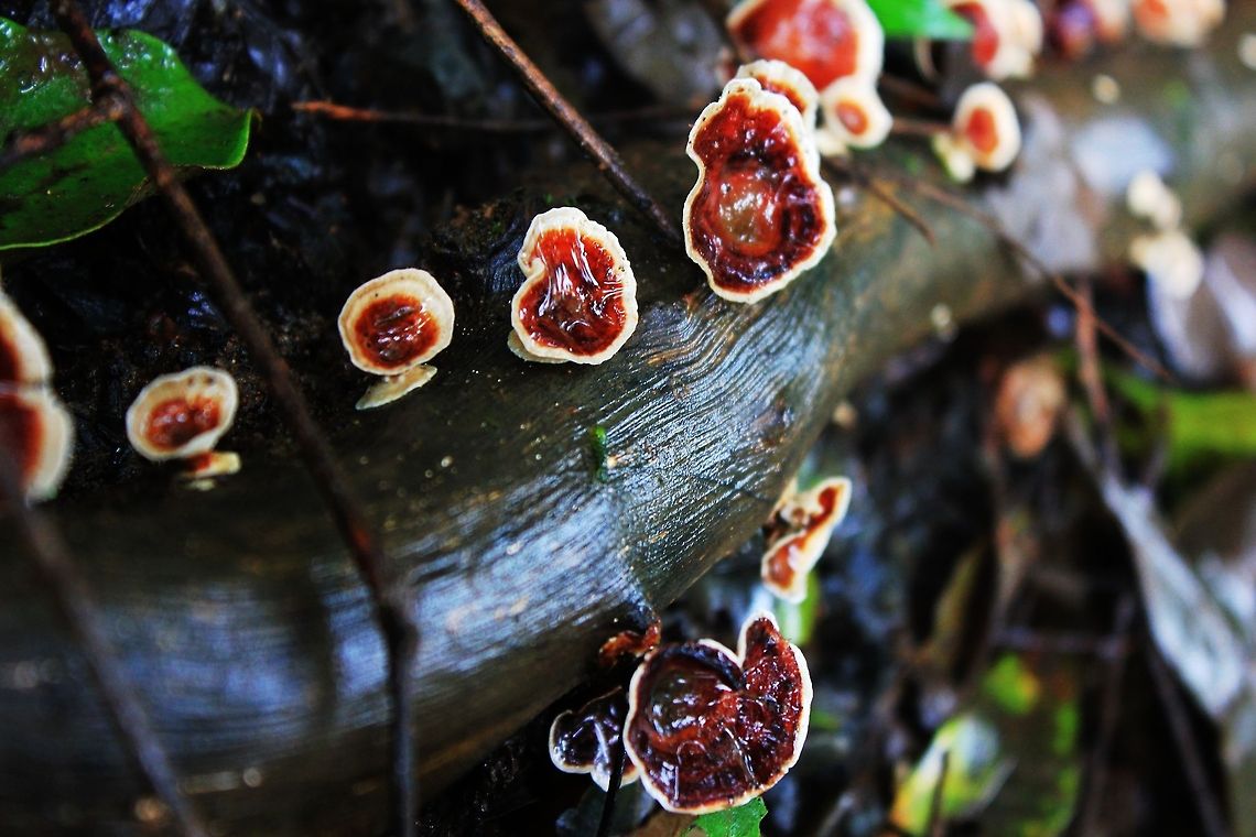 The Fomitopsis pinicola - White Ringed Bracket Fungi Oh playful boys of the forested groves<br />
With caps all alone or fruiting in droves<br />
All colours from browns to bright blues and red<br />
Beneath are the searching, invisible threads<br />
Connecting all plant in the life and death plan<br />
Continue, caring not for endeavours of man..<br />
<br />
<a href="http://peacockroyal.blogspot.in/2010/12/from-upr-to-usr.html" rel="nofollow">http://peacockroyal.blogspot.in/2010/12/from-upr-to-usr.html</a> Fomitopsis pinicola,Geotagged,India,authumn,fungi,wood