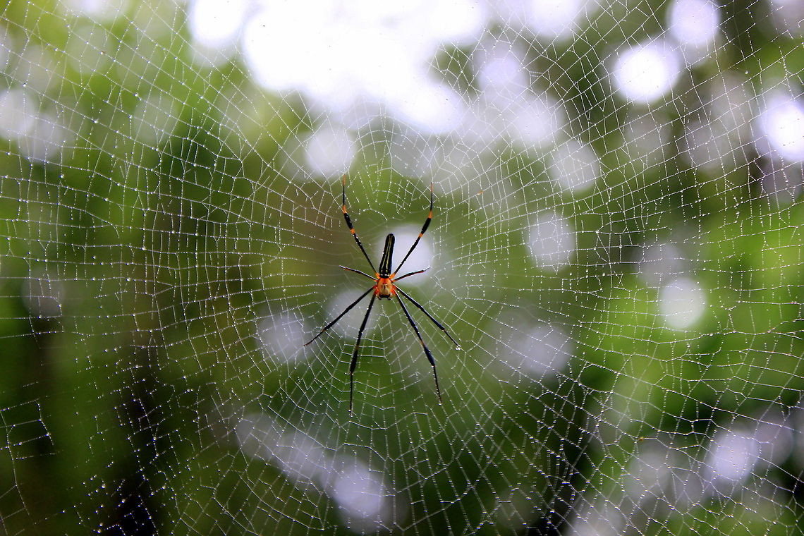 The Nephila pilipes Itsy bitsy spider<br />
Climbed up the waterspout;<br />
Down came the rain<br />
And washed the spider out;<br />
Out came the sun<br />
And dried up all the rain;<br />
And the itsy bitsy spider<br />
Climbed up the spout again.<br />
<br />
(wow, beauty in repetition, as the weave itself shows so marvellously) Geotagged,India,Nephila pilipes