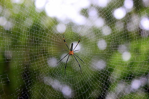 The Nephila pilipes Itsy bitsy spider
Climbed up the waterspout;
Down came the rain
And washed the spider out;
Out came the sun
And dried up all the rain;
And the itsy bitsy spider
Climbed up the spout again.

(wow, beauty in repetition, as the weave itself shows so marvellously) Geotagged,India,Nephila pilipes
