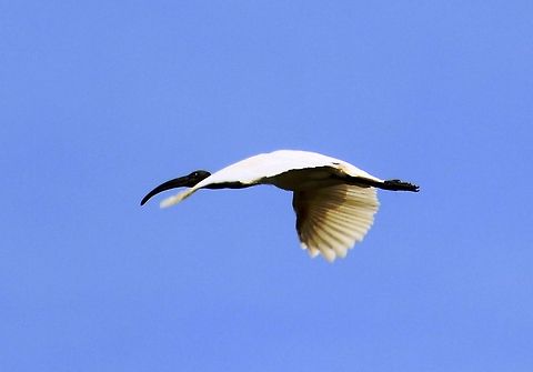 Oriental White Ibis This is was taken near Srirangapattana, Mysore Black-headed Ibis,Threskiornis melanocephalus
