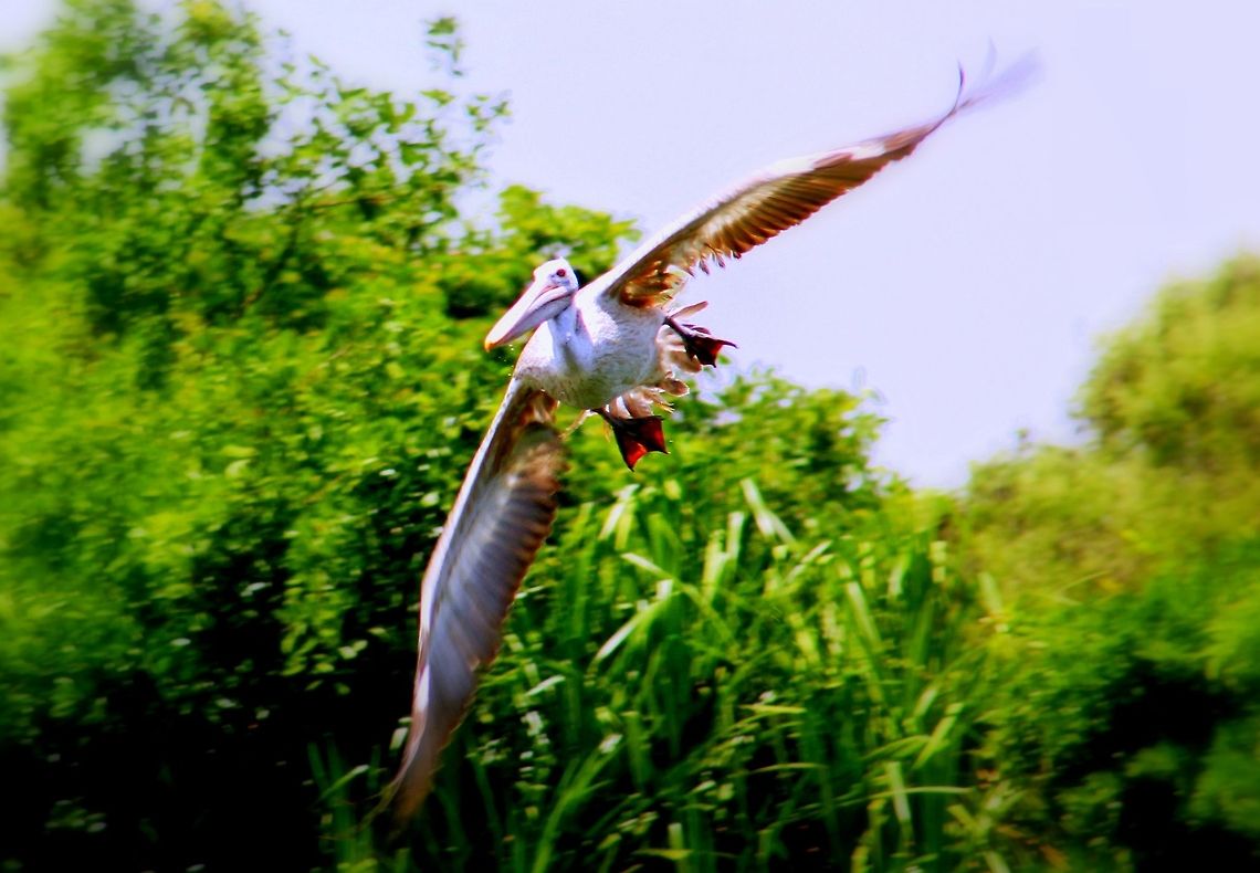 Pelicans_Flight This pelican was taking a long fly way flight to spot the fishes from its sharp eyes and Pick one without missing its prey. The whole scenery was so exciting that I enjoyed the behaviors of these, It was a great experience as though I&#039;m sitting and watching the planes take-off. Geotagged,India,Pelecanus philippensis,Spot-billed Pelican