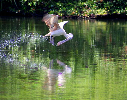 Pelican_Fishing  Geotagged,India,Pelecanus philippensis,Spot-billed Pelican
