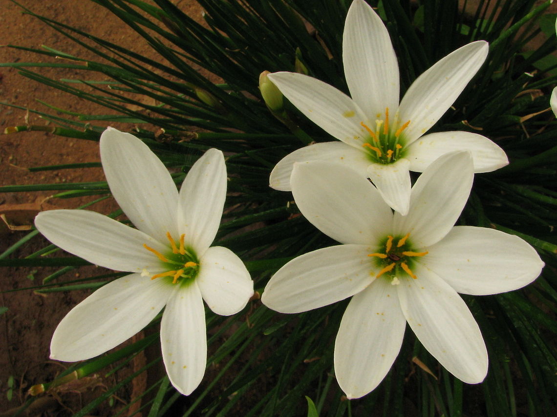 White Rain Lily  Geotagged,India,Zephyranthes candida