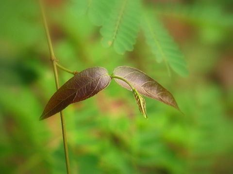Tender leaves