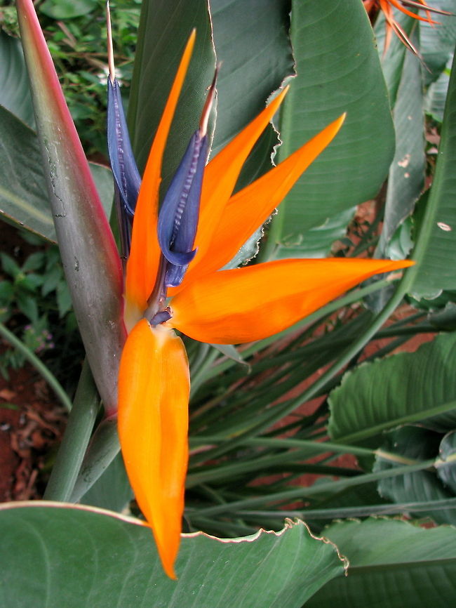 Bird Of Paradise flower Thank you very much Clariehamilton. :) Geotagged,India,Strelitzia reginae