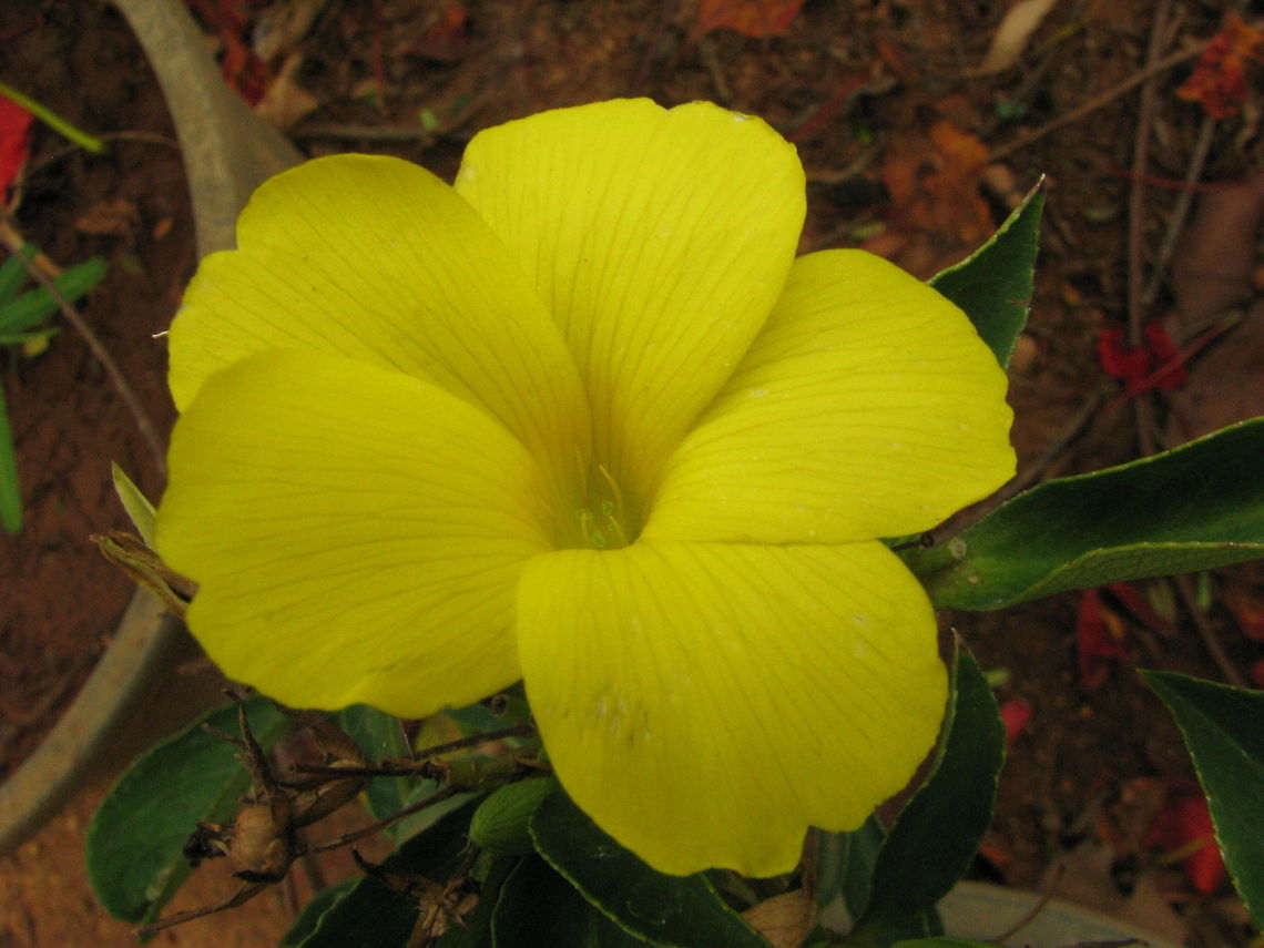 Yellow flax  Geotagged,India,Reinwardtia indica,Yellow flax