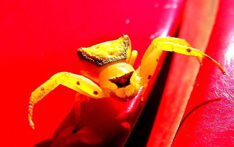 Flower Yellow Crab Spider (Thomisus pugilis Stoliczka) This yellow spider was sitting on  Red beauty , My Chevy Beat. Geotagged,India