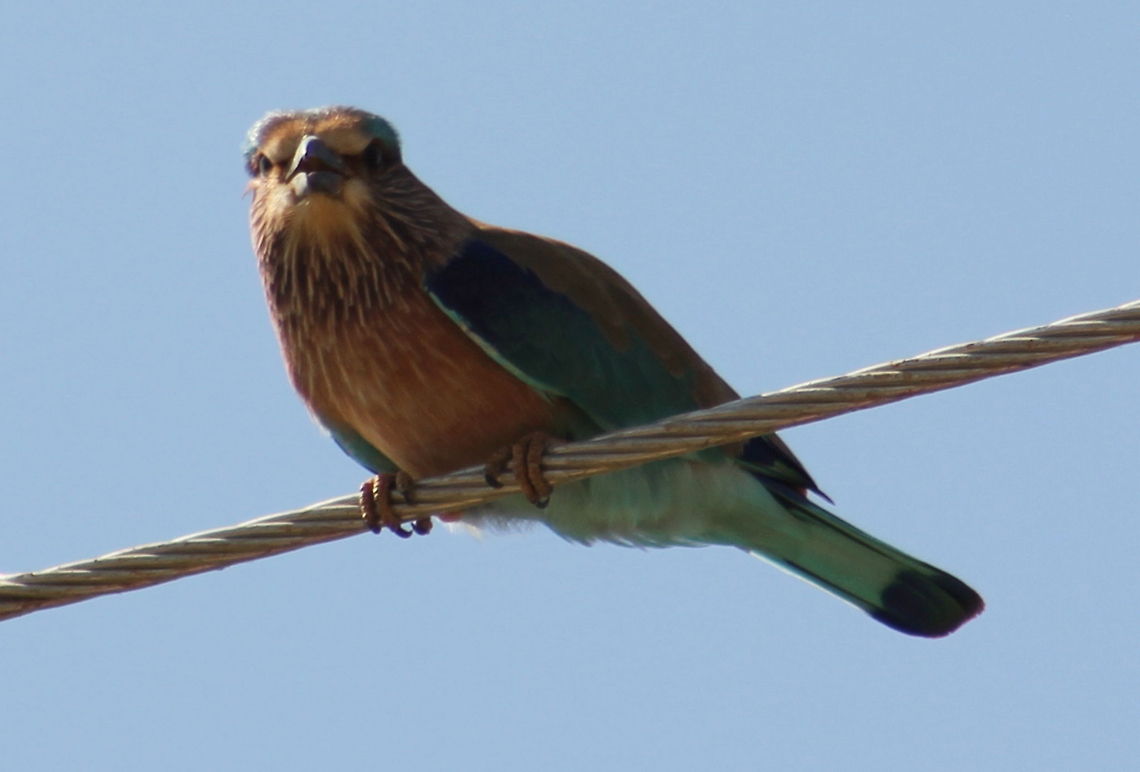 Indian Roller ( Coracias benghalensis )  Coracias benghalensis,Geotagged,India,Indian Roller