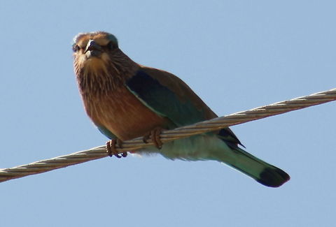 Indian Roller ( Coracias benghalensis )  Coracias benghalensis,Geotagged,India,Indian Roller