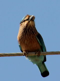 Indian Roller  Coracias benghalensis,Geotagged,India,Indian Roller