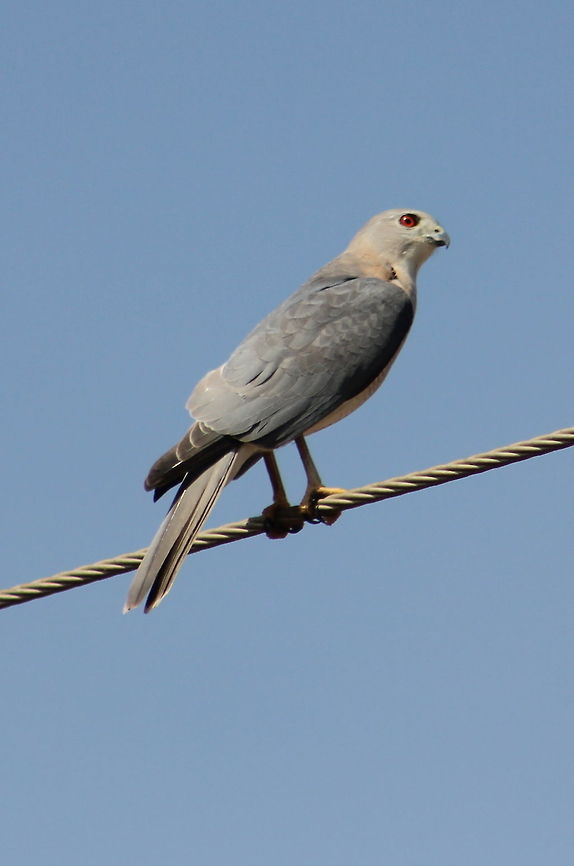 The Shikra (Male)  Accipiter badius,Common Kestrel,Falco tinnunculus,Geotagged,India,Shikra