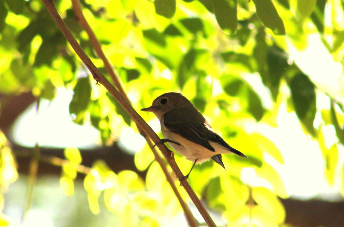 Blyth's Reed Warbler  Asian Brown Flycatcher,Geotagged,India,Muscicapa latirostris