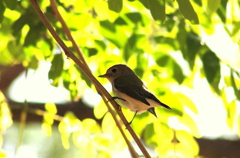 Blyth's Reed Warbler  Asian Brown Flycatcher,Geotagged,India,Muscicapa latirostris